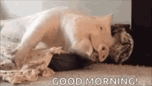 Good Morning Sleepy GIF - Good Morning Sleepy Pig GIFs
