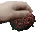 a hand is holding a piece of meat with holes in it on a white background .