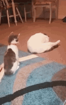 Funny Animals Cats GIF