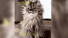 Cat Night GIF - Cat Night Brain Afk GIFs