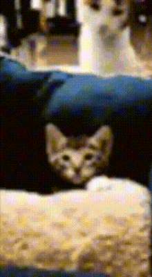 Cat Getting Hit Cat And Mom GIF