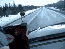 Moose Canada GIF - Moose Canada Ice GIFs