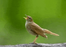 a small brown bird is perched on a tree branch with its beak open .