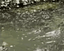 a close up of a body of water with bubbles coming out of it