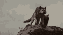 howl breaking dawn part one wolf werewolves