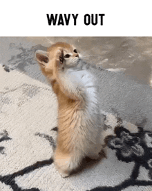a kitten is standing on its hind legs with the words wavy out above it