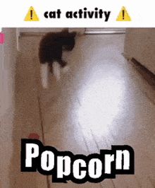 Popcorn Crazycat GIF