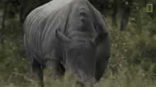 Eating Meet Six Rescued Rhinos That Survived Poaching GIF - Eating Meet Six Rescued Rhinos That Survived Poaching Im Hungry GIFs