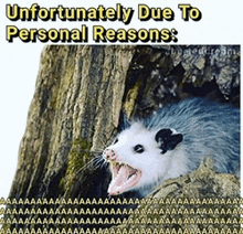 a picture of an opossum with its mouth open and a caption that says unfortunately due to personal reasons