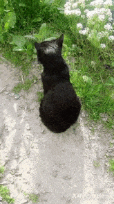 Muller Black Cat GIF - Muller Black Cat Natural Cat GIFs