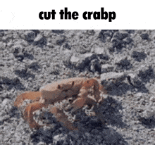 Cut The Crabp GIF - Cut The Crabp Crab Crabp GIFs