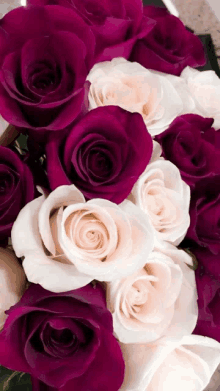 Pink Roses Red N Whites GIF - Pink Roses Red N Whites Roses7 GIFs