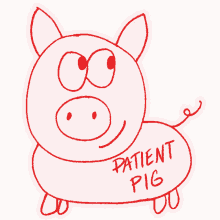 pig patient