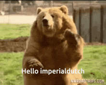 Hello Imperialdutch GIF - Hello Imperialdutch GIFs