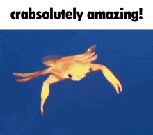 Crabsolutely Amazing GIF - Crabsolutely Amazing GIFs