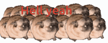 a row of pugs with the words hell yeah written on them