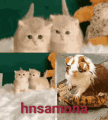 Cute Love Cute Cat GIF - Cute Love Cute Cat Funny Animals GIFs