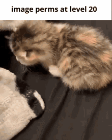 Laughability Image Perms GIF - Laughability Image Perms Cat GIFs