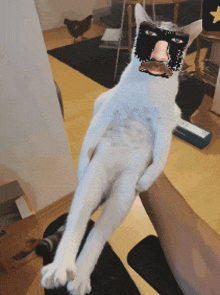 a person is holding a white cat with a black mask on its face