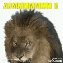 Lion Wee GIF - Lion Wee Roar GIFs