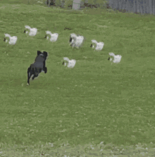 Cats Dog GIF - Cats Dog Chase GIFs