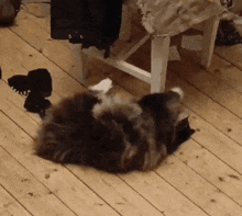 a cat that is laying on its back on a wooden floor
