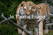 Eliane GIF - Eliane GIFs