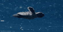 Swimming Away GIF