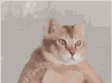 Judging You Cat GIF - Judging You Cat GIFs