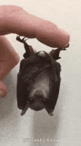 a person is holding a small bat hanging upside down .
