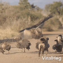 Hyena Is Chasing The Vultures Viralhog GIF