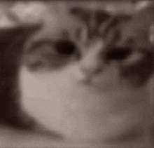 Cat Exploded F GIF - Cat Exploded F Funny GIFs