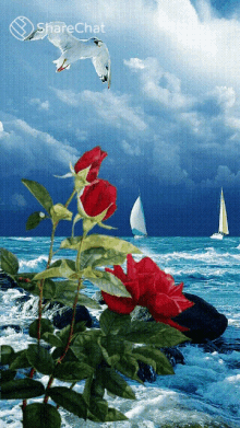 Roses Seaside GIF - Roses Seaside गुलाब GIFs