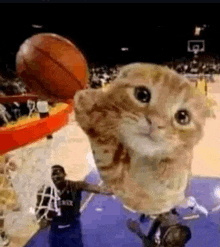 a cat is holding a basketball over a basketball player 's head while playing basketball .