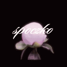 a bouquet of pink flowers with the word spocko in white