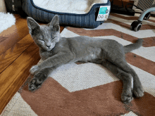 Kitten Squint GIF - Kitten Squint Tired GIFs