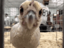 You Look GIF - You Look Chicken GIFs