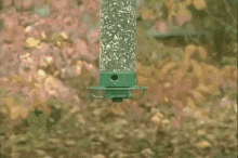Squirrel Swing GIF - Squirrel Swing Hold On GIFs