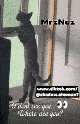 a cat is standing on its hind legs in front of a door