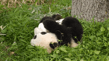 Panda-rolling Funny GIF - Panda-rolling Panda Rolling GIFs