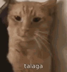 Talaga Tuts GIF - Talaga Tuts GIFs