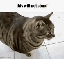Cat This Will Not Stand GIF
