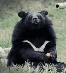 Bear Chewing GIF