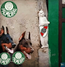 Palmeiras Não Tem Mundial GIF - Lol Laughing Football - Discover & Share  GIFs