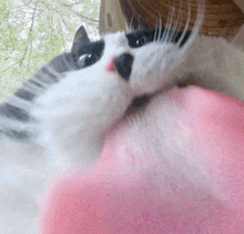 a black and white cat is eating a pink balloon .