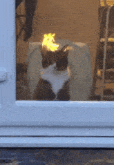 Flaming Kitty GIF - Flaming Kitty GIFs