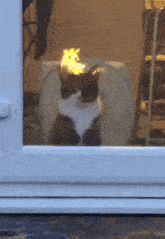 GIF