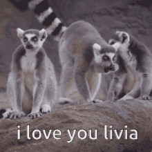 I Love Livia I Love You Livia GIF
