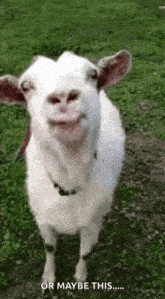 a white goat is standing in the grass with its tongue hanging out .