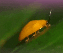 Beetle Ruby Gold Beetle GIF